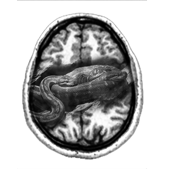 python overlaid on brain