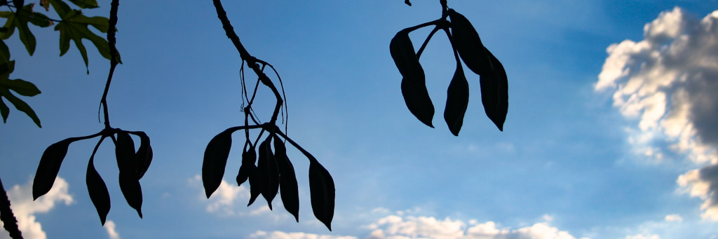 Tree Silhouette